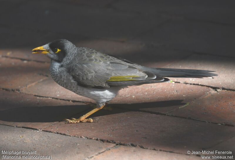 Noisy Miner