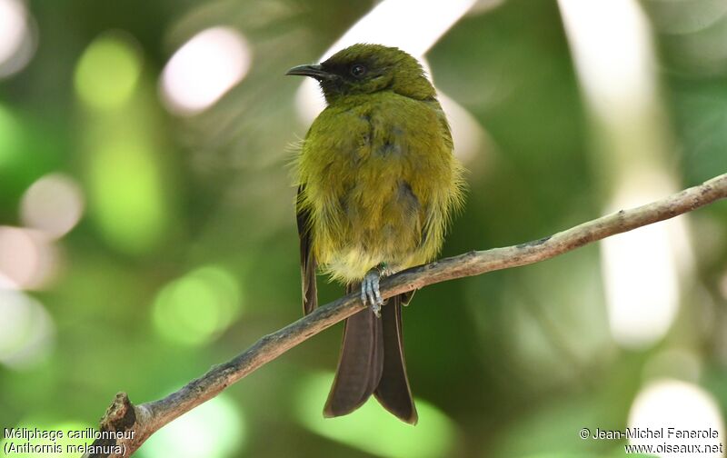 New Zealand Bellbird