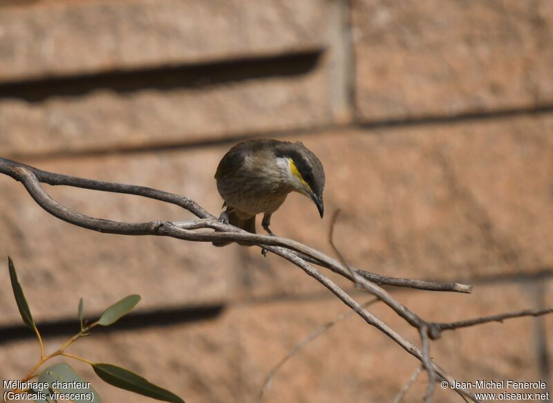 Singing Honeyeater