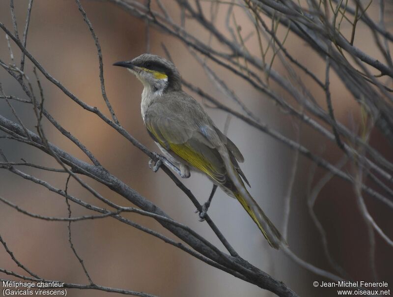 Singing Honeyeater