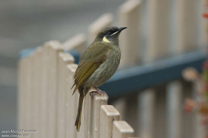 Lewin's Honeyeateradult breeding, identification