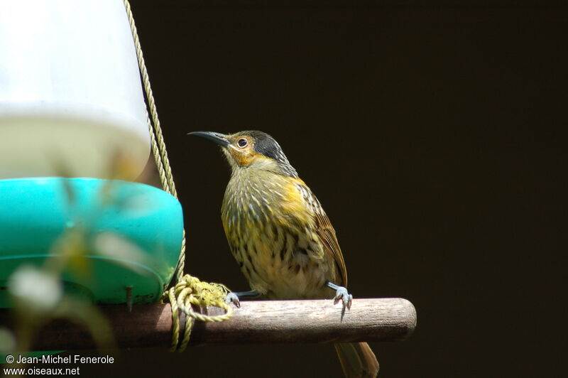 Macleay's Honeyeater