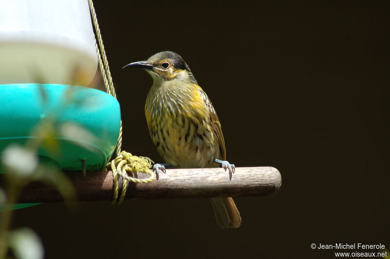 Macleay's Honeyeater