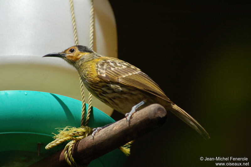 Macleay's Honeyeater