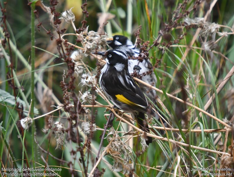 New Holland Honeyeater