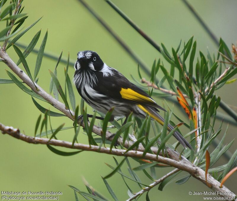 New Holland Honeyeater