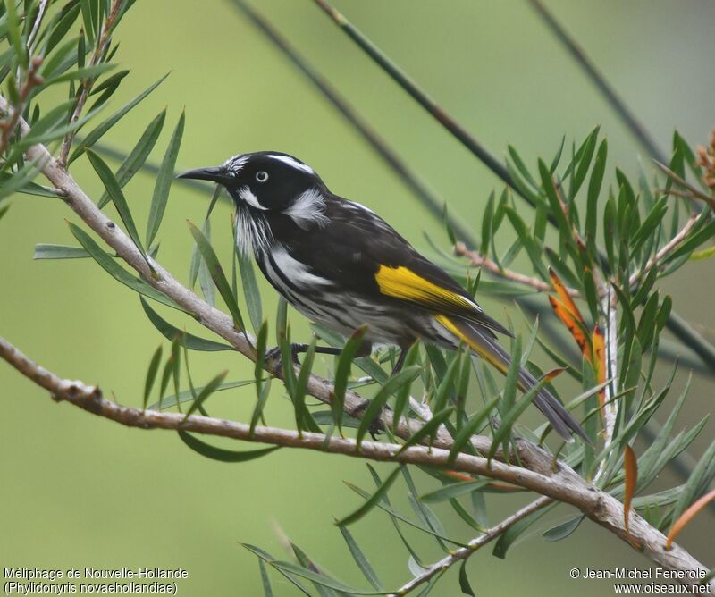 New Holland Honeyeater