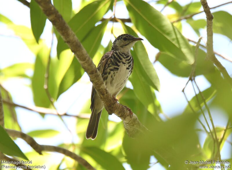 Bar-breasted Honeyeater