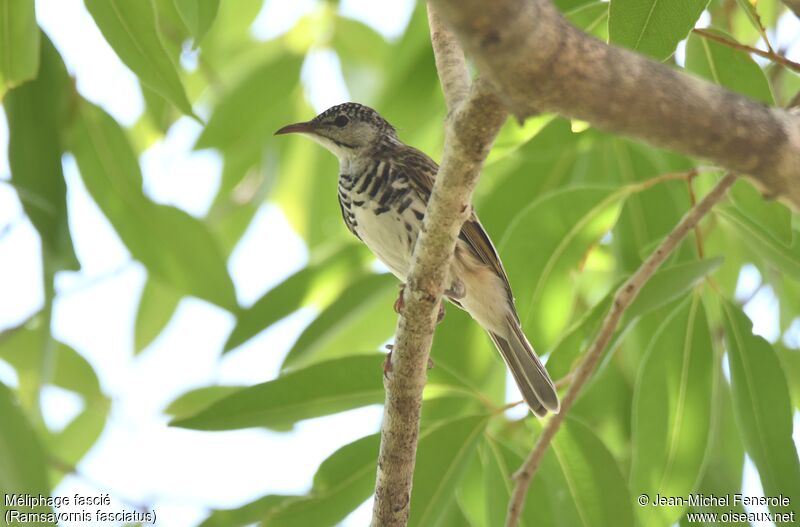 Bar-breasted Honeyeater