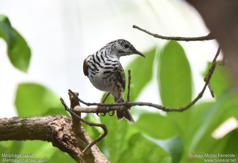 Bar-breasted Honeyeater