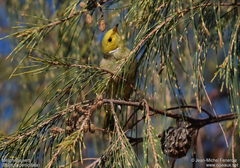 White-plumed Honeyeater