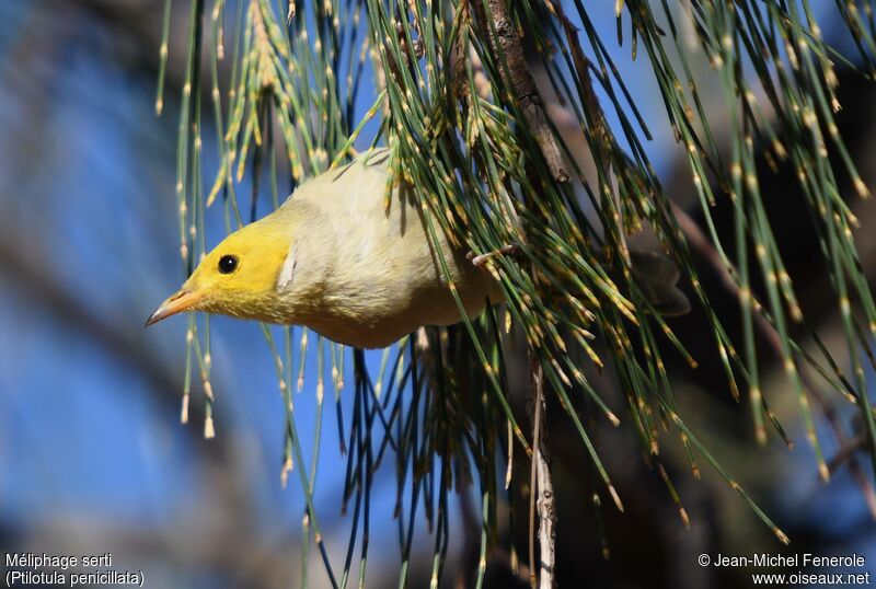 White-plumed Honeyeater