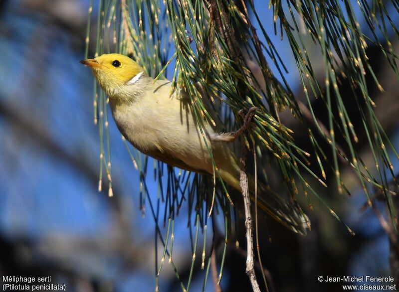 White-plumed Honeyeater