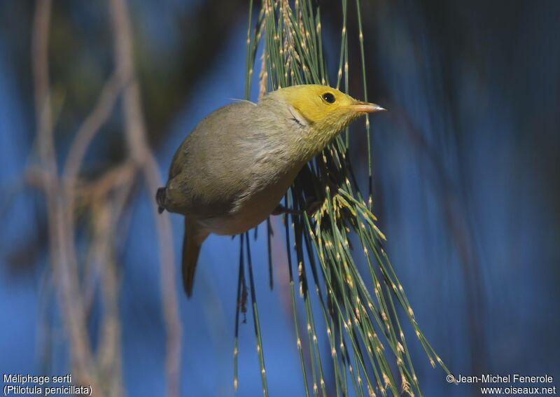 White-plumed Honeyeater