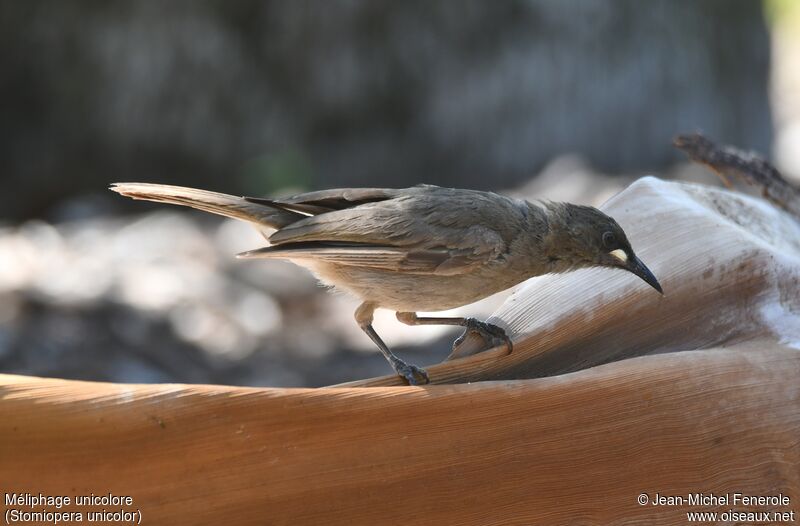 White-gaped Honeyeater