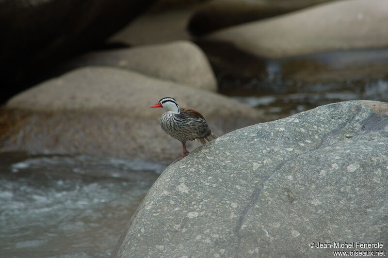 Torrent Duck male adult breeding