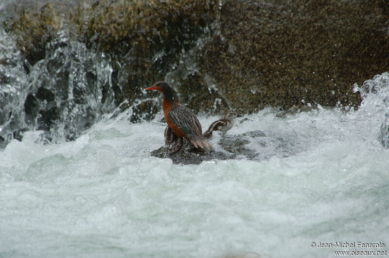 Torrent Duck female adult