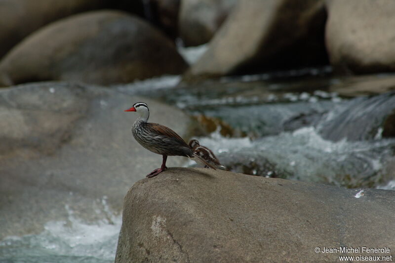 Torrent Duck male adult