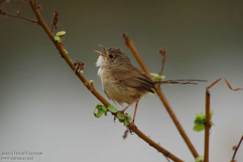 Red-backed Fairywren female