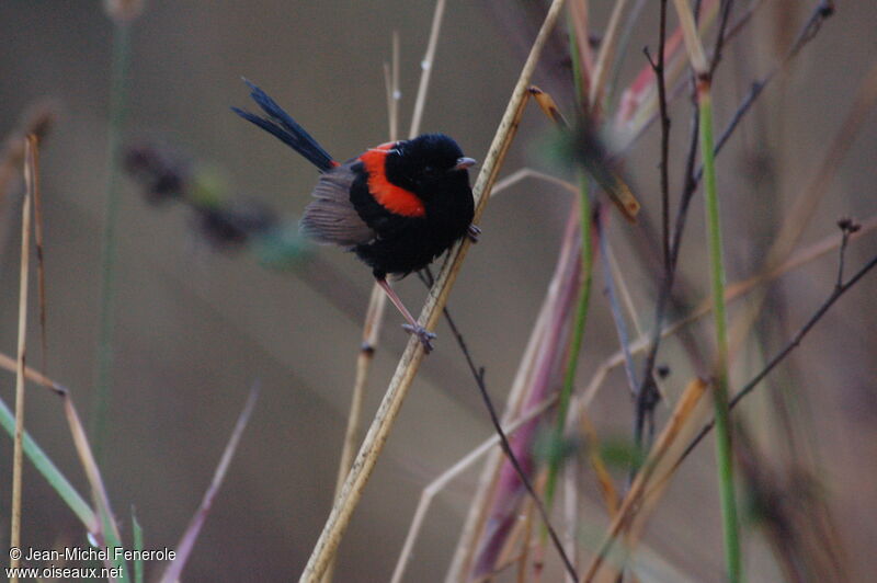 Red-backed Fairywren male