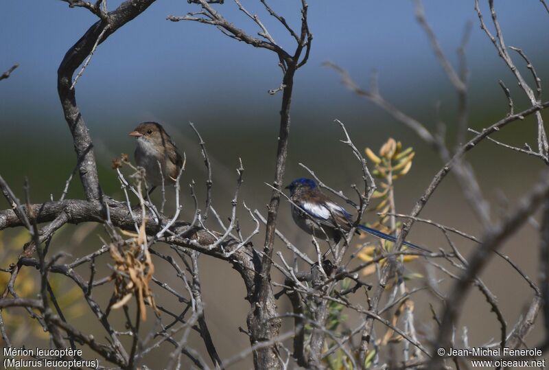 White-winged Fairywrenadult