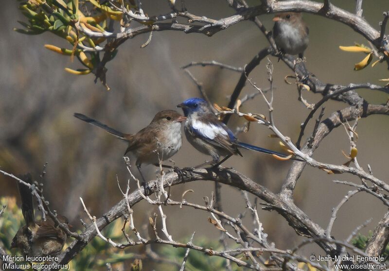 White-winged Fairywrenadult