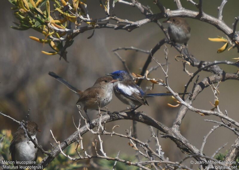 White-winged Fairywrenadult