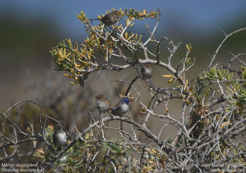 White-winged Fairywren