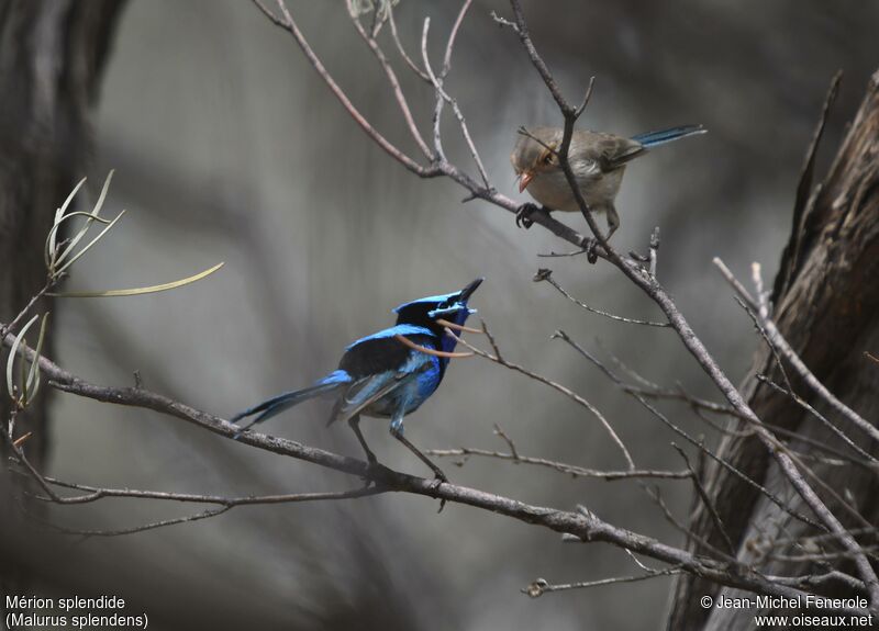 Splendid Fairywrenadult, courting display