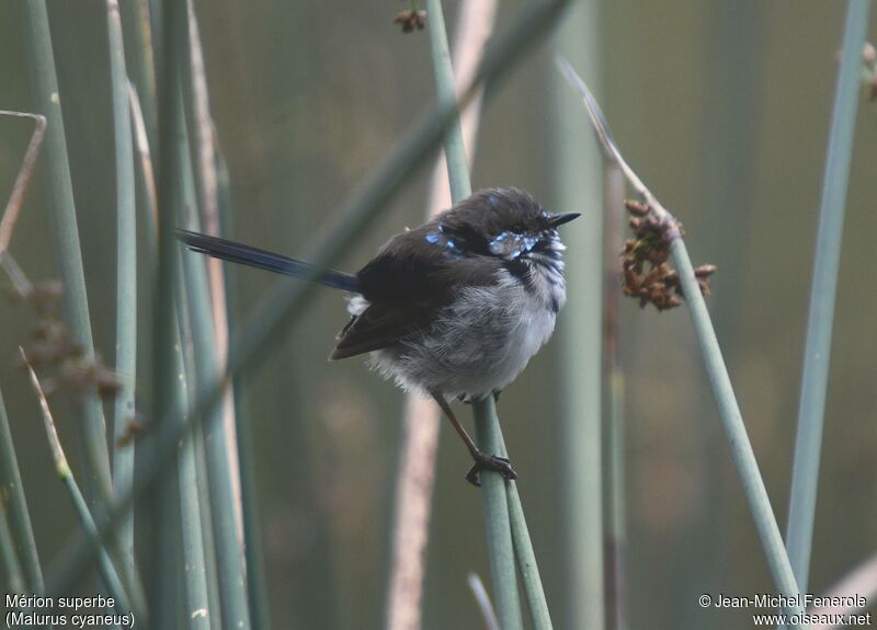 Superb Fairywren male