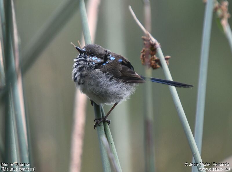 Superb Fairywren