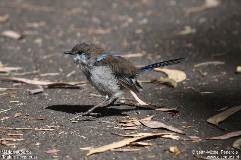 Superb Fairywren male