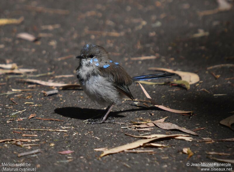 Superb Fairywren male