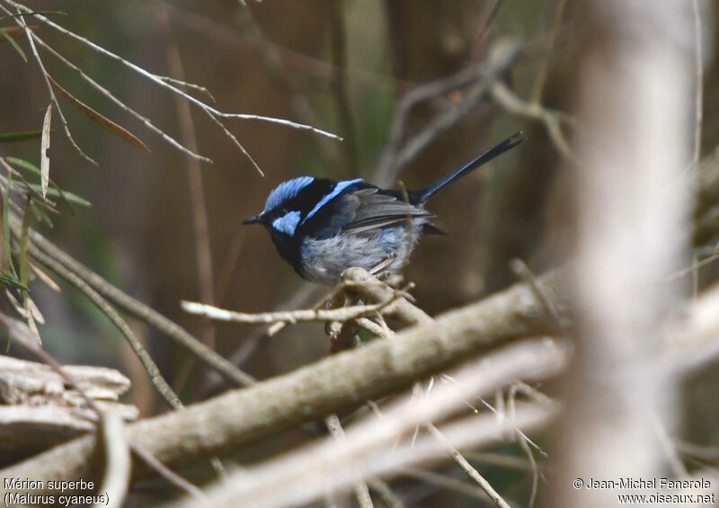 Superb Fairywren male