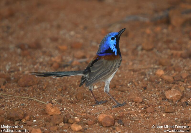 Purple-backed Fairywren male adult