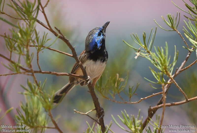 Purple-backed Fairywren male