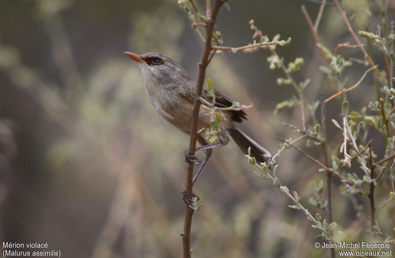 Purple-backed Fairywren female