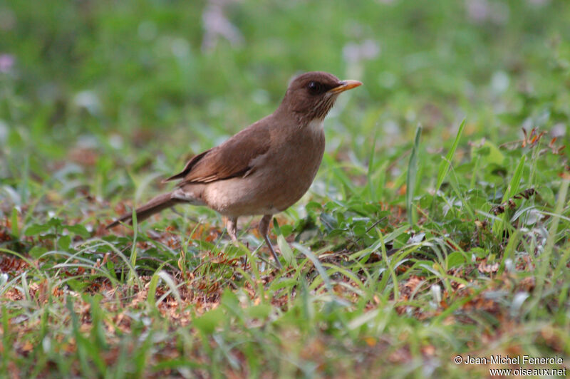 White-necked Thrush