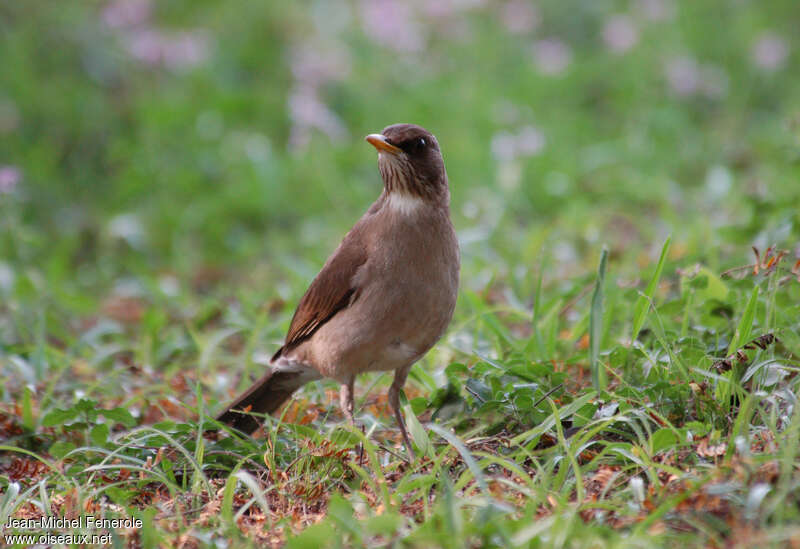 White-necked Thrushadult, identification, pigmentation, fishing/hunting, Behaviour