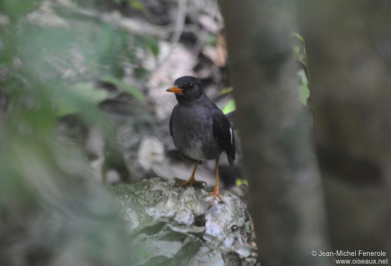 White-chinned Thrush