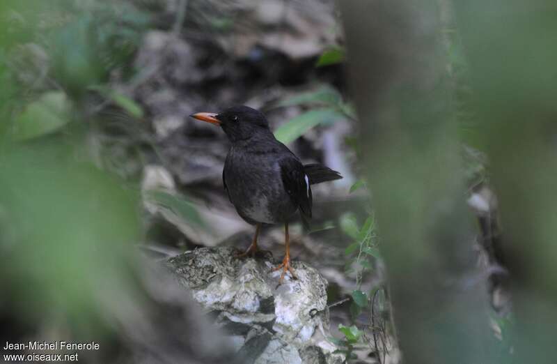 White-chinned Thrushadult, habitat, pigmentation