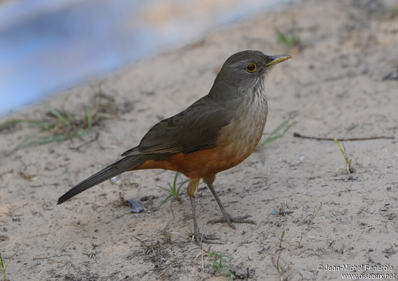 Rufous-bellied Thrushadult