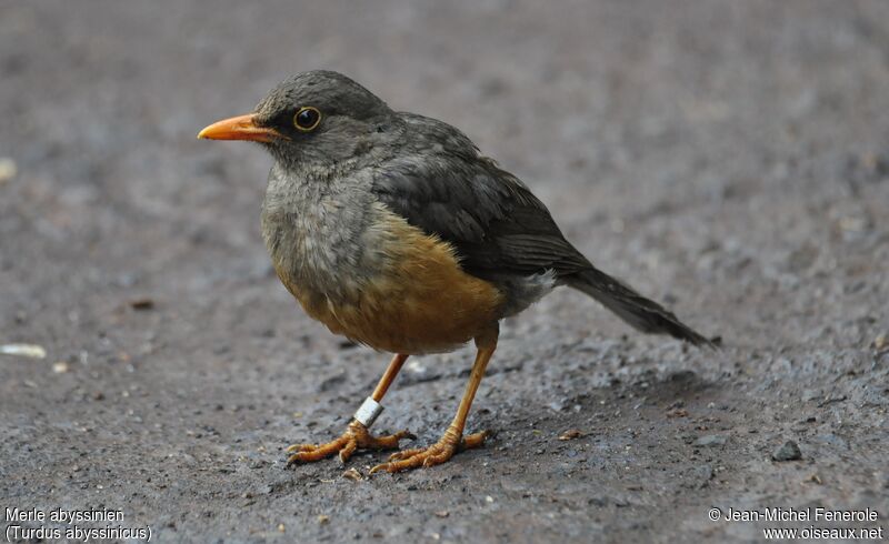 Abyssinian Thrush