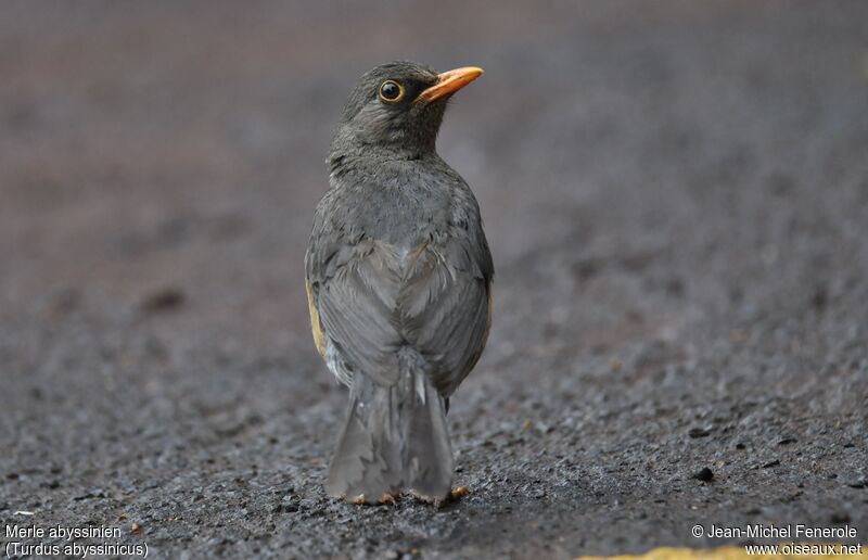 Abyssinian Thrush