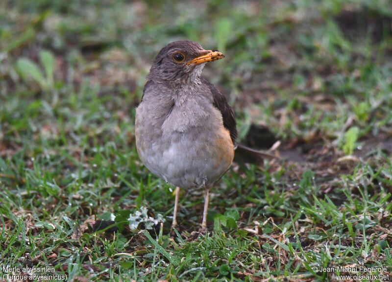 Abyssinian Thrush