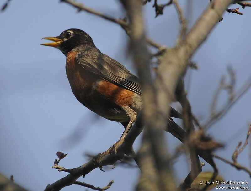 American Robin