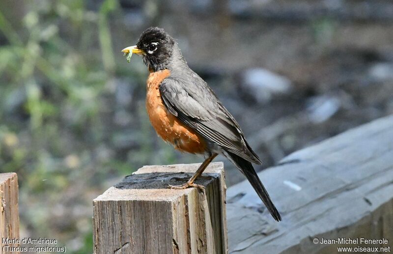 American Robin