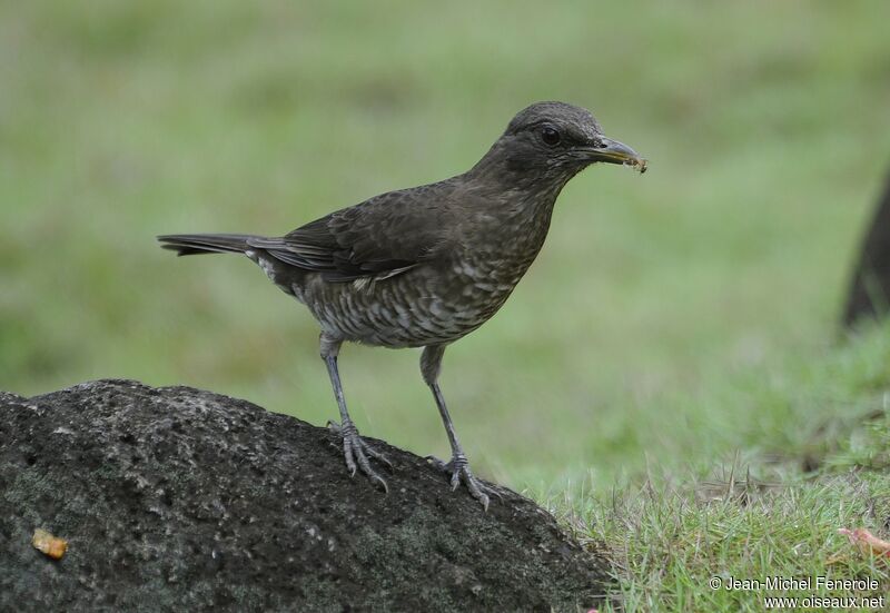 Sao Tome Thrush