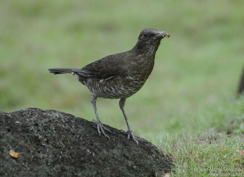 Sao Tome Thrush