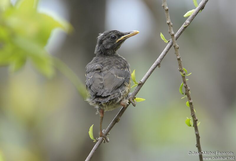 Sao Tome Thrush